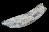 Fossil Pygmy Sperm Whale (Kogiopsis) Tooth #78225-1